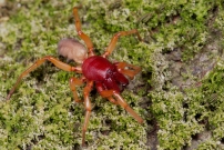 La Dysdre arme. Une femelle Araigne (Araneae - Dysderidae - Dysdera crocata)